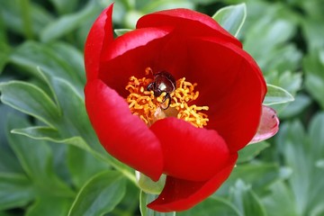 Wall Mural - cetonia aurata in a red flower