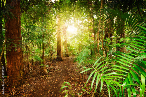 Fototapeta na wymiar in australian rainforest