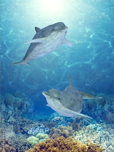 Plakat na zamówienie happy dolphins