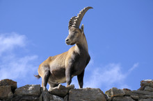 Alpine Ibex - Steinbock