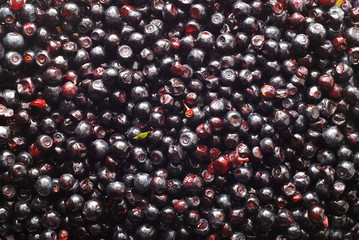 Wall Mural - blueberry