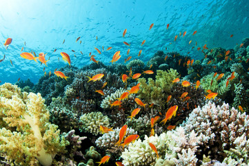 coral reef