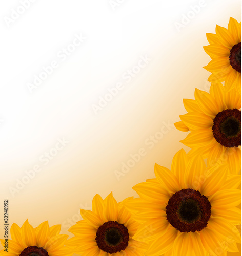 Fototapeta do kuchni Beautiful yellow Sunflower background. Vector.