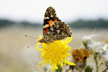 Wall Mural - Vanessa cardui on a flower