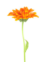 Wall Mural - Pot marigold, Calendula arvensis isolated on white background