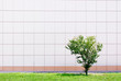 © Fotana - Small green tree against the wall of white squares.
