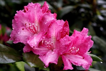Wall Mural - pink Rhododendron