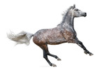 Fototapeta Konie - Dapple-gray arabian galloping horse