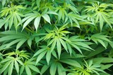 Marijuana cannabis plant