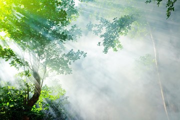 Fototapeta słońce las dżungla roślina piękny