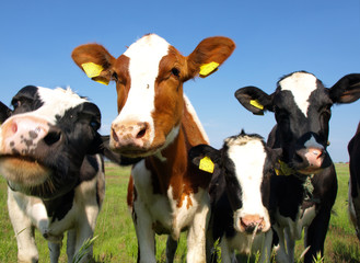 Canvas Print - Calves on the field