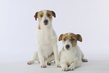 Couple De Chiens De Race Jack Russell Terrier
