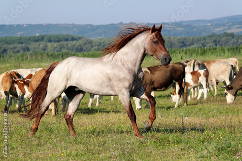 Fototapeta na wymiar stallion running across the field