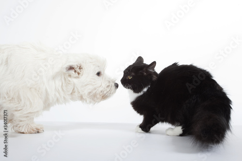 Láminas face à face du chat et du chien - westie chat de gouttière