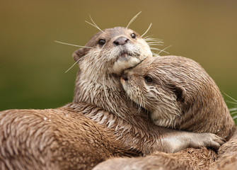 oriental short-clawed otters cuddling
