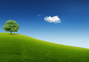the grass with a blue sky