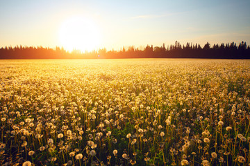 Wall Mural - Meadow with blooming dandelions on sunset sky background