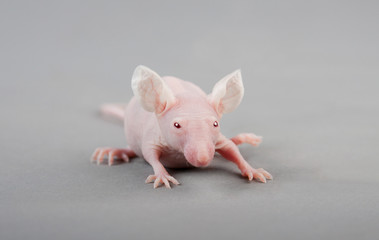 Wall Mural - hairless mouse