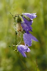 Wall Mural - wet campanula