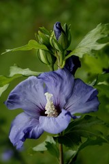 Wall Mural - blue hibiscus