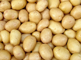 harvested potato tubers