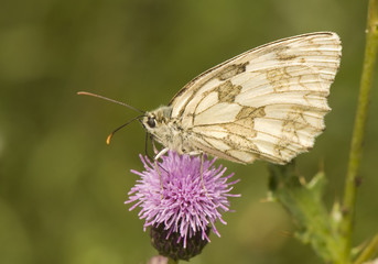 Wall Mural - Melanargia galathea syn. Agapetes galathea