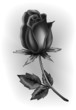 Black rosebud