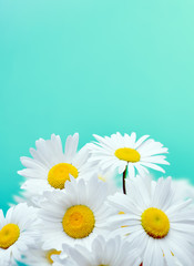 Wall Mural - Daisy flowers