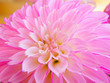 Pink flower of dahlia