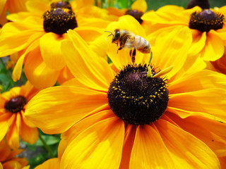 Wall Mural - Honey Bee On Yellow Flower