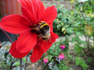 Wall Mural - Red Flower With Bee