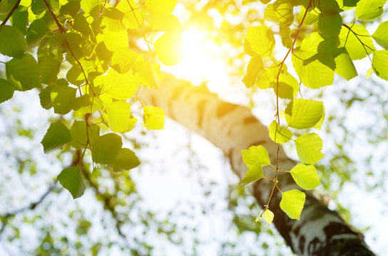 Birch in the rising sun.