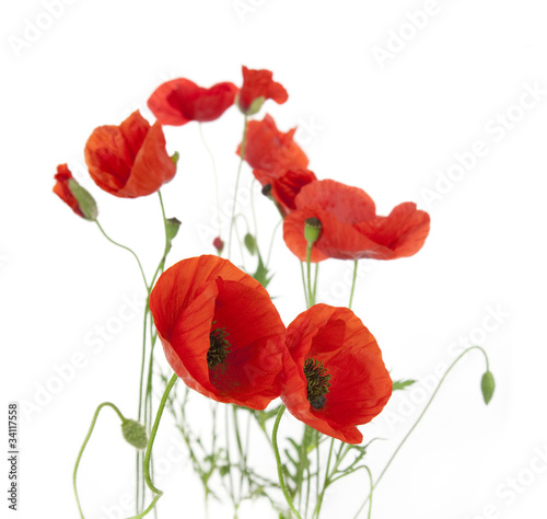 Plakat na zamówienie Natural Fresh Poppies isolated on white / focus on the foregroun