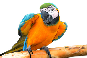 parrot