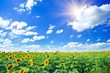 Wall Mural - Sunflowers field by summertime.