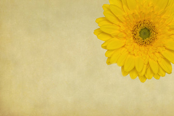 Fototapete - gelbe Gerbera-Blüte auf Grunge-Hintergrund