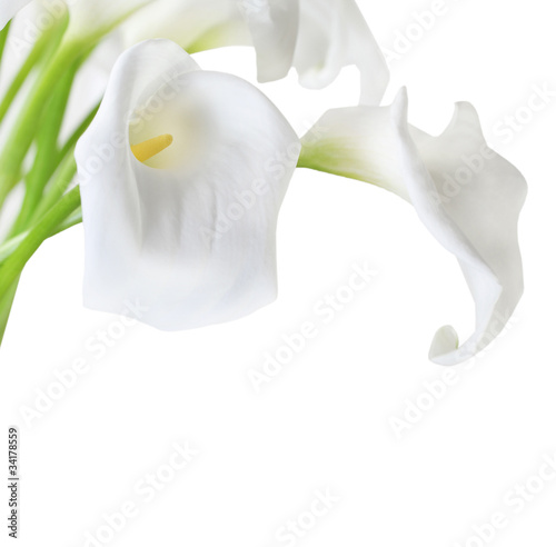 Naklejka na szybę White Cala Lilies