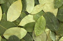 Dried Coca (lat. Erythroxylum Coca) Leaves As Background