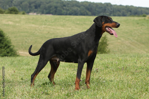 Photographie Belle dobermann sur le profil -