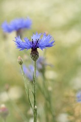 Wall Mural - Centaurea cyanus on a field