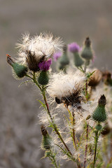 Wall Mural - Cirsium vulgare on a field