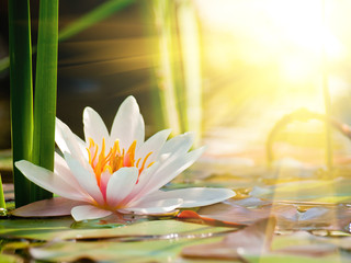 Canvas Print - beautiful water lily in the light