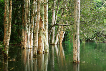 Poster - tree and water