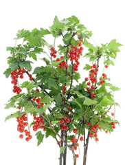 Red  currant bush  isolated