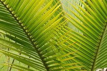Two Fan Shaped Green Palm Leaves