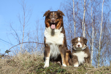 Wall Mural - australian shepherd : mummy and baby