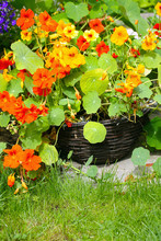 Blooming Nasturtium In The Garden