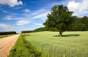 Wall Mural - nature