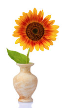 Beautiful Sunflower In A Vase Isolated On White