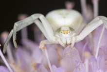 Goldenrod Crab Spider (Misumena Vatia)